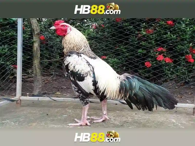 hb88: Tổng quan về nền tảng cá cược trực tuyến nổi bật