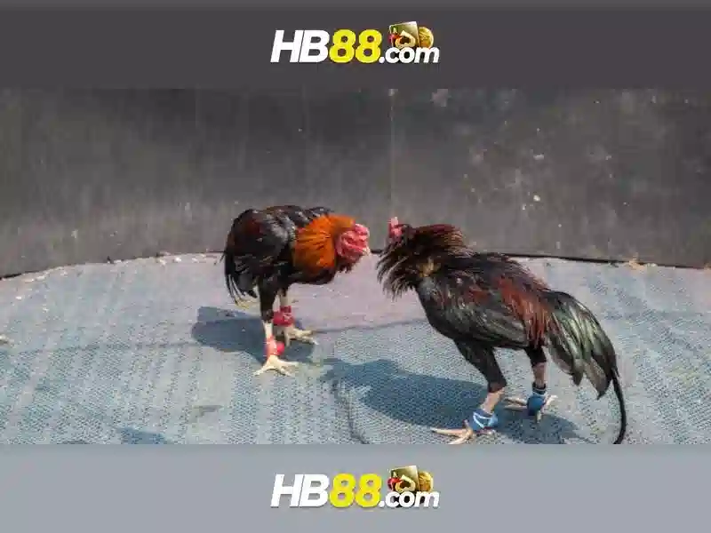 HB88: Nền tảng cược trực tuyến an toàn và đáng tin cậy